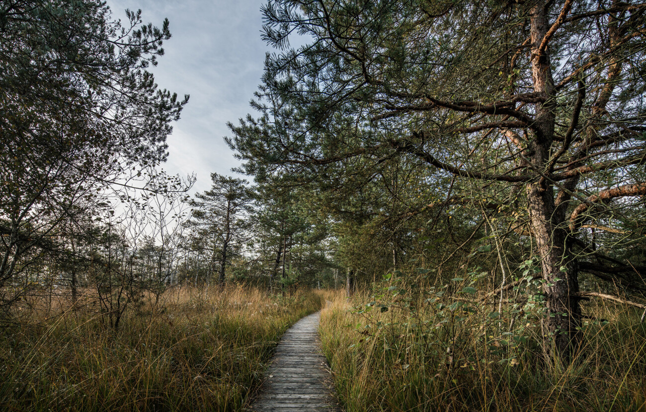 Ein schmaler Pfad führt durch einen dichten Wald mit hohen Bäumen und Gras.