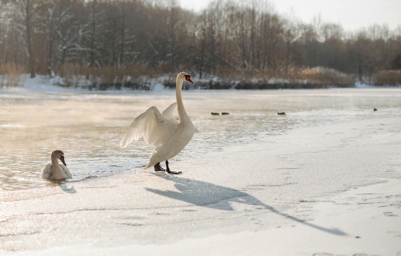 Zwei Schwäne am verschneiten Ufer eines Sees, umgeben von winterlicher Landschaft und Bäumen.