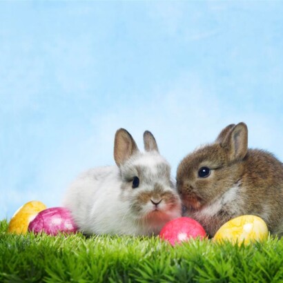Ostern Urlaub am See im Salzburger Land. Osterhase